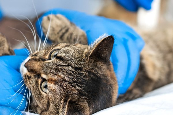 Supporting an Australian veterinary technology business to expand into the UK